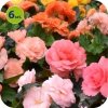 begonia bulwiasta